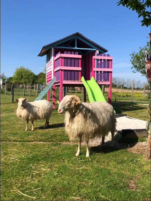 Des moutons devant une aire de jeu à la ferme pédagogique de Pouillon Des moutons devant une aire de jeu à la ferme pédagogique de Pouillon