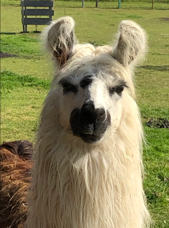 Un lama à la ferme pédagogique de Pouillon Un lama à la ferme pédagogique de Pouillon