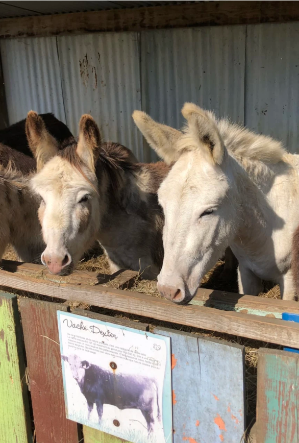 Les animaux dans leur enclos à la ferme pédagogique de Pouillon Les animaux dans leur enclos à la ferme pédagogique de Pouillon